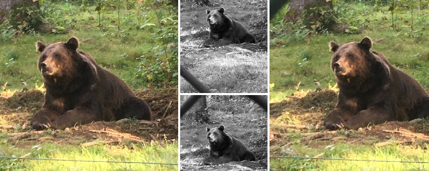 Die 6c zu Besuch im Wildpark